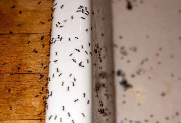 Best Commercial Pest Control Services  in Woodcliff Lake, NJ