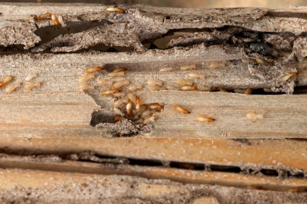 Reliable Woodcliff Lake, NJ Pest Control Solutions